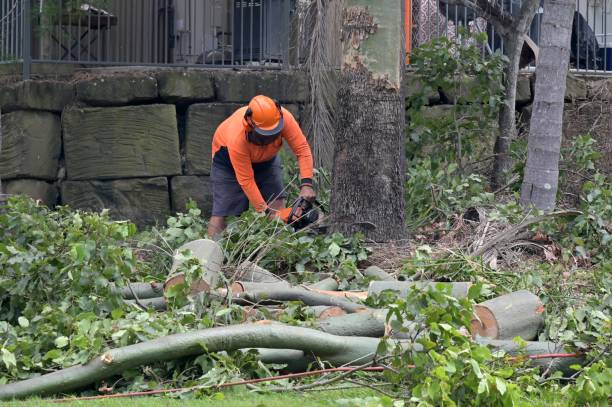 Best Root Management and Removal  in Ashland, OH